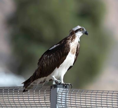 Pandonidae - ospreys (family): 1 species