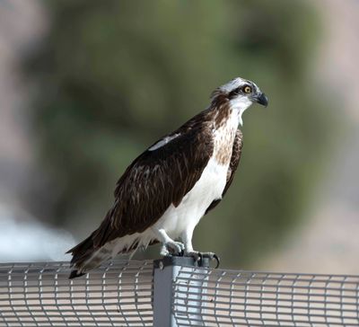 1. Osprey - Pandion haliaetus