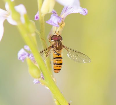10. Episyrphus balteatus (De Geer, 1776)