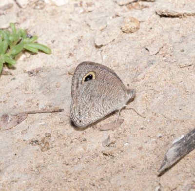 9. Ypthima asterope (Klug, 1832) - Common three-ring