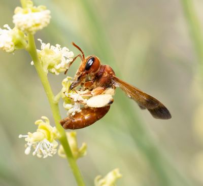 Andrenidae (family): 4 species