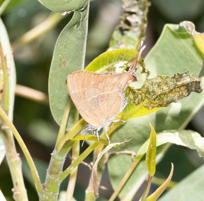 13. Myrina silenus (Fabricius, 1775) - Fig Blue 