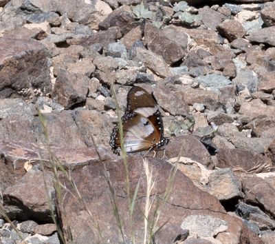 2.  Hypolimnas misippus (Linnaeus, 1764) - Danaid Eggfly or Diadem