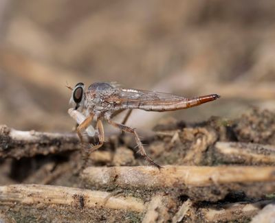 3. Apoclea heteroclita (van der Wulp, 1899)