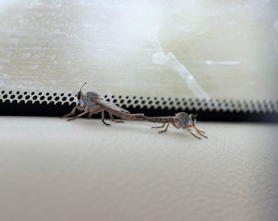 Asilidae - Robber Flies (family): 11 species