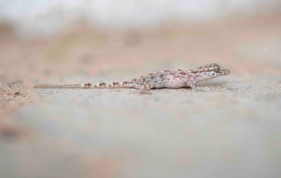 12. Rough Bent-toed Gecko (Cyrtopodion scabrum)