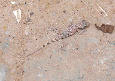 12. Rough Bent-toed Gecko (Cyrtopodion scabrum)