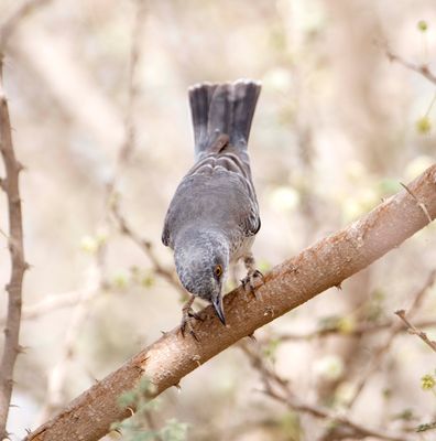 1. Barred Warbler - Sylvia nisoria