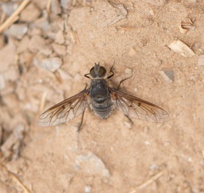 1. Spogostylum ocyale (Wiedemann, 1828)