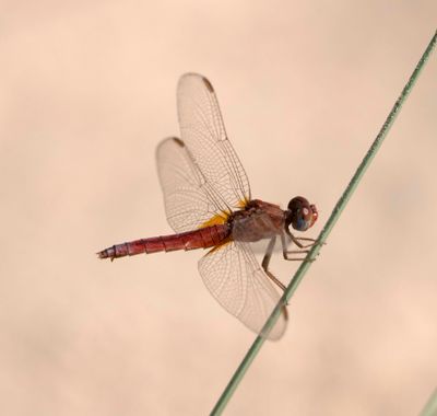 2. Crocothemis erythraea (Brull, 1832) - Carmine Darter  [female]