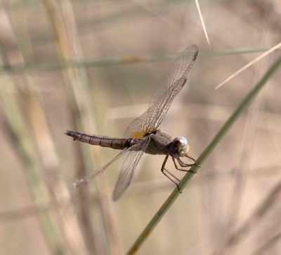 Libellulidae (family of dragonflies): 15 species