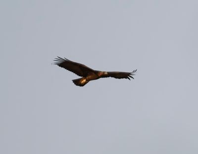 17. Golden Eagle - Aquila chrysaetos (Linnaeus, 1758)