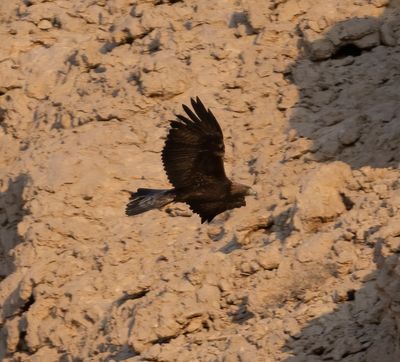 17. Golden Eagle - Aquila chrysaetos (Linnaeus, 1758)