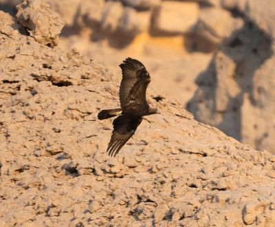 17. Golden Eagle - Aquila chrysaetos (Linnaeus, 1758)