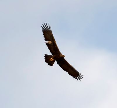 17. Golden Eagle - Aquila chrysaetos (Linnaeus, 1758)