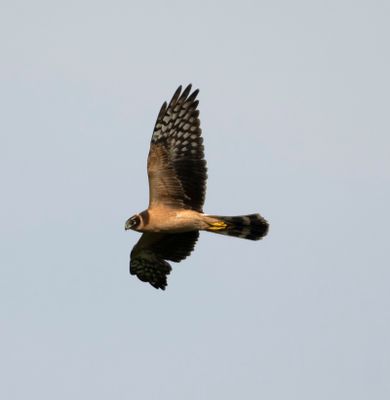 HBR_2818 Pallid Harrier juv_03.jpg