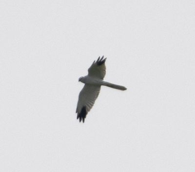 HBR_2839 Pallid Harrier_03.jpg