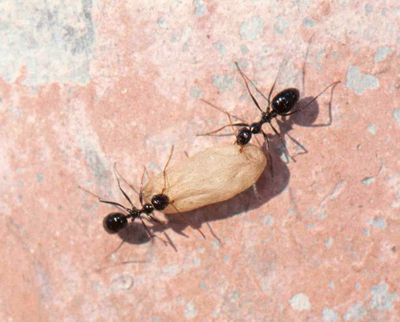Formicidae - Ants (family): 14 species