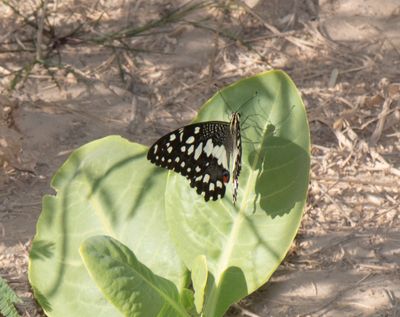 Papilionidae (family of butterflies): 2 species