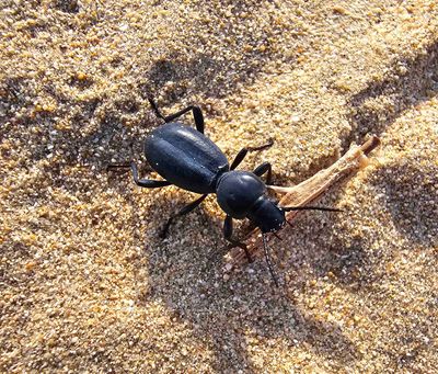 Tenebrionidae - Darkling Beetles (family): 19 species