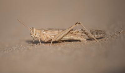 Acrididae - Short-horned Grasshoppers (family) : 17 species