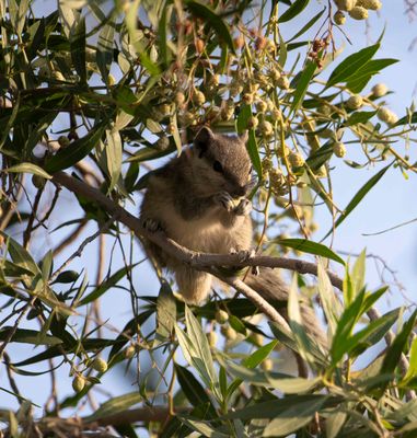 3. Funambulus pennantii (Wroughton, 1905) - Five-striped Palm Squirrel