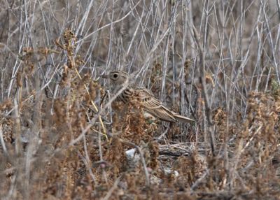 10. Eurasian Skylark - Alauda arvensis