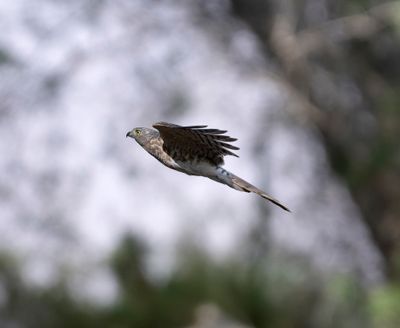 11. Eurasian Sparrowhawk - Accipiter nisus