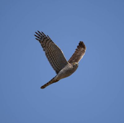 11. Eurasian Sparrowhawk - Accipiter nisus