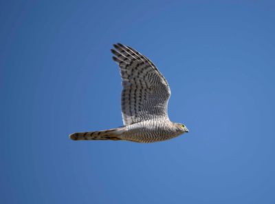 11. Eurasian Sparrowhawk - Accipiter nisus