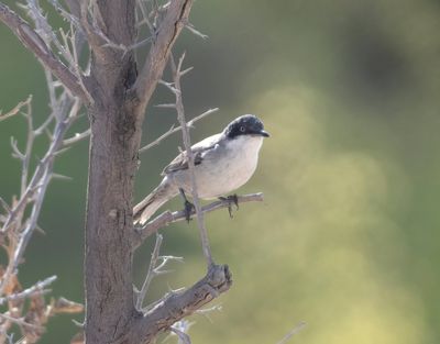 Sylviidae - sylviid babblers, parrotbills, myzornis etc (family): 8 species