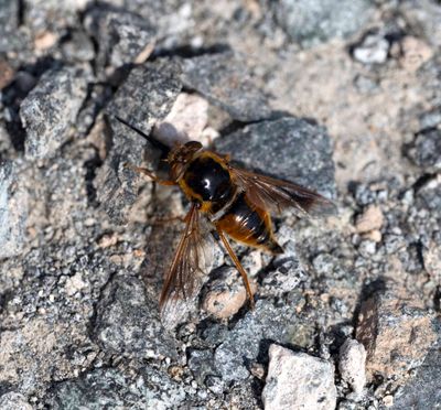Nemestrinidae (family): 2 species