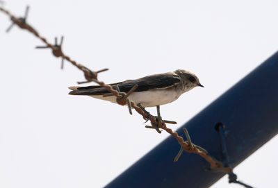 Hirundinidae - swallows, martins (family): 9 species