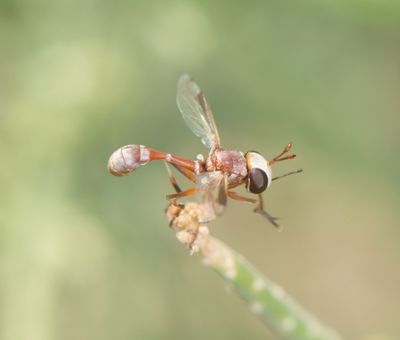 Conopidae -  Thick-headed Flies (family): 1 species