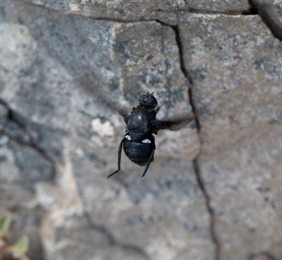 5. Satyramoeba bipunctata (Fabricius, 1805)