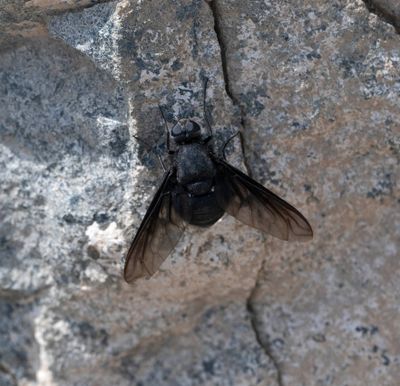 5. Satyramoeba bipunctata (Fabricius, 1805)