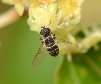 Bombyliidae - Bee Flies (family): 6 species