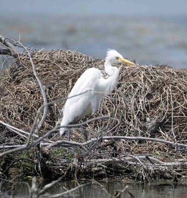 14. Intermediate Egret - Ardea intermedia (Wagler, 1827)