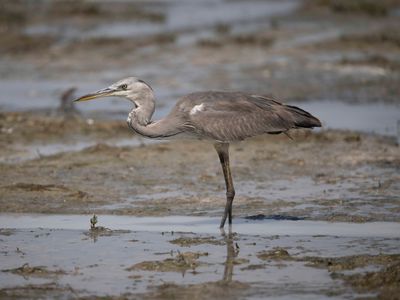 3 Grey Heron - Ardea cinerea