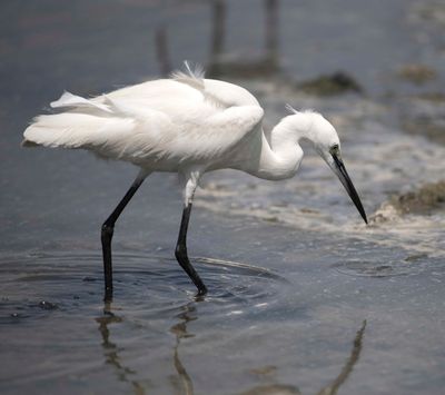 6. Little Egret-  Egretta garzetta