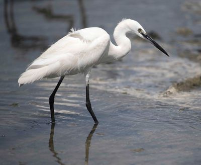 6. Little Egret-  Egretta garzetta