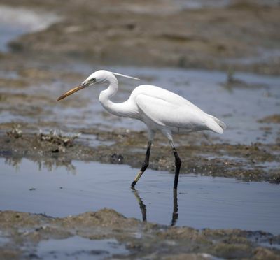 7. Western Reef Heron - Egretta gularis schistacea