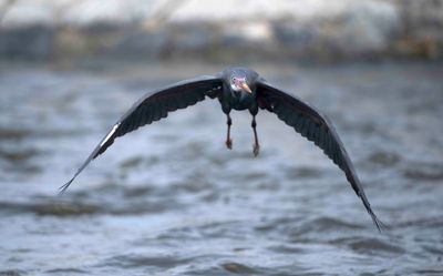 7. Western Reef Heron - Egretta gularis schistacea