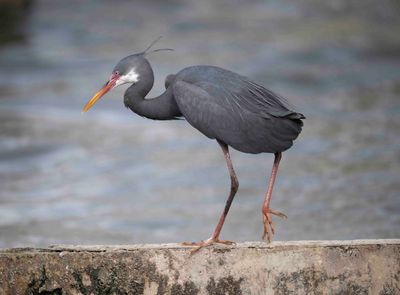 7. Western Reef Heron - Egretta gularis schistacea