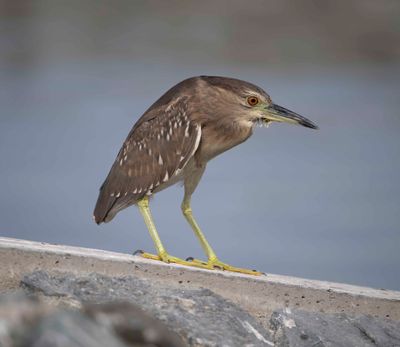 13. Black-crowned Night Heron - Nycticorax nycticorax