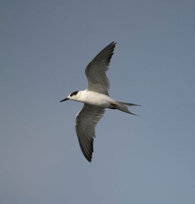 Laridae - gulls, terns and skimmers (family): 26 species