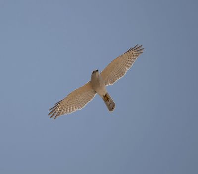 12. Shikra - Accipiter badius