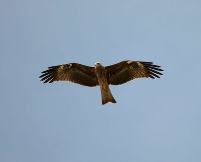 Accipitridae - eagles, vultures, buzzards, harriers etc.(family): 21 species