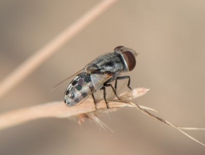 6. Miltogramma efflatouni (Rohdendorf, 1934)