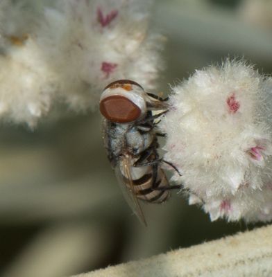 6. Miltogramma efflatouni (Rohdendorf, 1934)